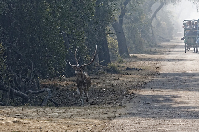Keoladeo national park-125